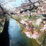 春のお花見！スマホ撮影講座終了٩( 'ω' )و めっちゃ桜綺麗でした️ ちょっとした、コツと加工でセンスない、はまっちょでもここまで、撮れました٩( 'ω' )و こはる先生️ありがとう( ^ω^ )  次回は、5/7です٩( 'ω' )و ▼詳しくはこちらhttps://www.clusterofstars.com/photo/#名古屋 #スマホ #iphone #android #スマホ写真 #おしゃれ #写真撮る人と繋がりたい #写真撮ってる人と繋がりたい #写真好きな人と繋がりたい #写真撮影講座 #桜 #花見 #桜撮影